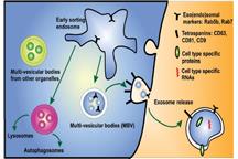 exosome