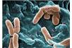 Szybki test NIST może przyspieszyć terapię antybiotykową