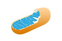 Mitochondrium, krok w stronę długowieczności Mitochondrium, krok w stronę długowieczności
