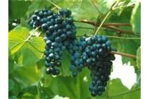 Mali producenci wina - produkcja bez własnego laboratorium