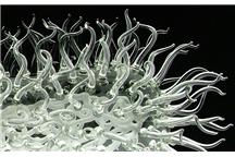E.Coli