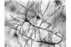 neuron, Foto: Wikimedia Commons