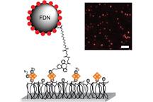 Dendrymeryczne nanosondy fluorescencyjne w obrazowaniu struktur biologicznych