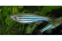Danio pręgowany; Wikimedia Commons Danio pręgowany; Wikimedia Commons