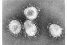 Foto: Centers for Disease Control and Prevention/Wikimedia Commons Foto: Centers for Disease Control and Prevention/Wikimedia Commons
