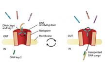 Nanopory otwierają drogę do nowego sposobu transportu leków w komórce