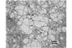 Nanoceluloza / Foto:Xinjin Sui/utoronto.ca