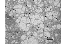 Nanoceluloza / Foto:Xinjin Sui/utoronto.ca