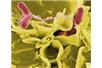 Salmonella typhimurium (czerwona)- zdjęcie SEM/Wikipedia