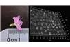 Źródło: labnews.co.uk/bioone.org