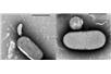 Źródło: bbsrc.ac.uk, autor: Liz Sockett
