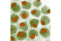 Chromatograficzna separacja nanocząstek hybrydowych Chromatograficzna separacja nanocząstek hybrydowych