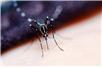 Wirus Zika bardziej odporny niż przypuszczano
