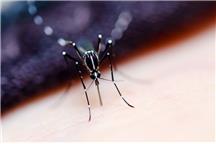 Wirus Zika bardziej odporny niż przypuszczano