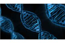 Stabilna forma życia z syntetycznym DNA Stabilna forma życia z syntetycznym DNA